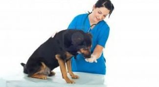 Картинка по теме - как дать лекарство собаке