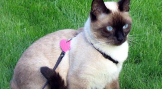 Картинка по теме - как крепить поводок