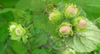 Картинка по теме - как посадить фундук