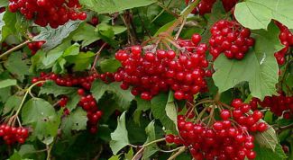 Картинка по теме - как принимать калину