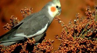 Картинка по теме - как лечить кореллу