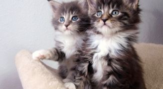 Картинка по теме - как завести домашнее животное