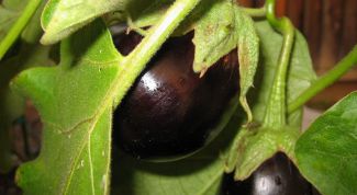 Картинка по теме - как посадить баклажаны