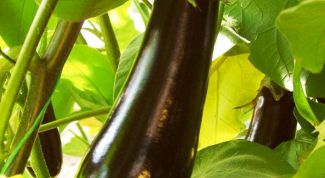 Картинка по теме - как сеять баклажаны