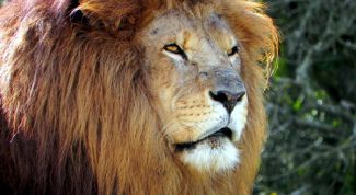 Картинка по теме - как научиться рисовать льва