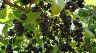 Картинка по теме - как обрезать смородину