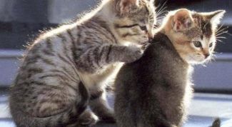 Картинка по теме - как примирить котов