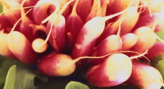 Картинка по теме - как выращивать редиску в теплице