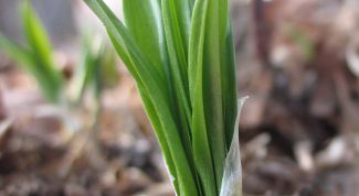 Картинка по теме - как посадить черемшу