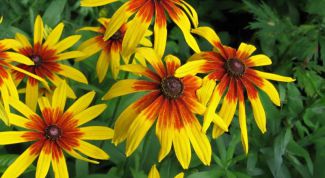 Картинка по теме - как вырастить рудбекию