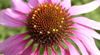 Картинка по теме - как вырастить эхинацею