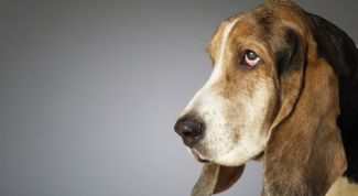 Картинка по теме - как избавить собаку от блох