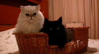 Картинка по теме - как подружить кошку и котенка