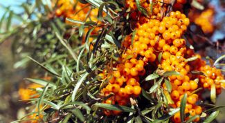 Картинка по теме - как приготовить облепиху