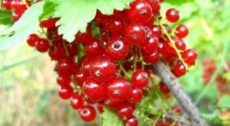 Картинка по теме - как варить компот из смородины