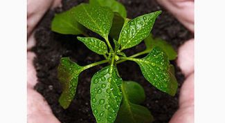 Картинка по теме - как избавиться от черной ножки