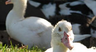 Картинка по теме - как разводить индоуток