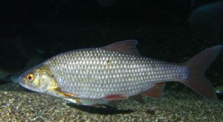 Картинка по теме - как ловить воблу