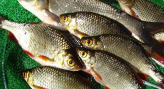 Картинка по теме - как ловить сорожку