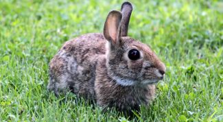 Картинка по теме - как кормить домашнего кролика