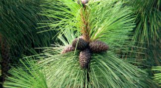 Картинка по теме - как выращивать хвойные деревья