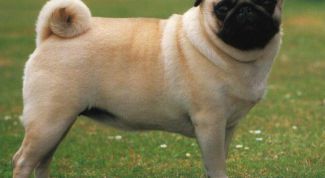 Картинка по теме - как купать мопса