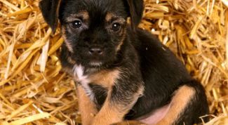 Картинка по теме - как прогнать глистов собаке