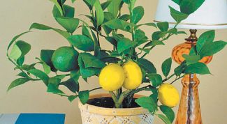 Картинка по теме - как привить комнатный лимон