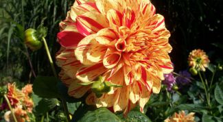 Картинка по теме - как черенковать георгины