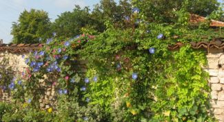 Картинка по теме - как украсить стену в саду