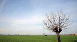 Картинка по теме - как заключить договор аренды на земельный участок