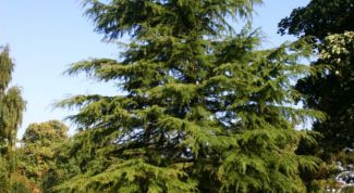 Картинка по теме - как вырастить кедр с орешка