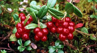 Картинка по теме - как заваривать листья брусники