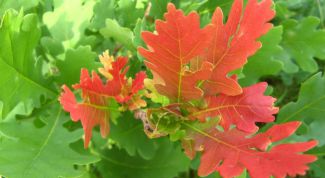 Картинка по теме - как нарисовать листья дуба