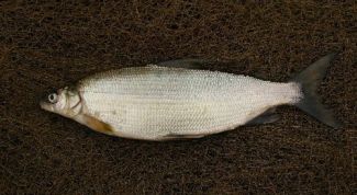 Картинка по теме - как ловить пелядь зимой