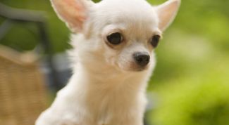 Картинка по теме - как получить паспорт для собаки