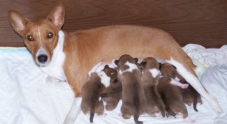 Картинка по теме - как давать витамины для собак