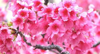 Картинка по теме - как вырастить сакуру