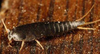 Картинка по теме - как вывести чешуйниц