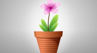 Картинка по теме - как украсить квартиру цветами