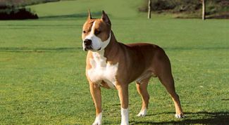 Картинка по теме - как воспитывать стаффордширского терьера