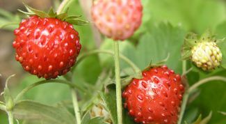 Картинка по теме - как нарисовать ягоды