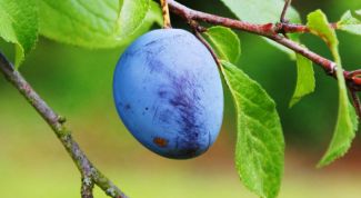 Картинка по теме - как обрезать сливу