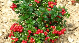 Картинка по теме - как вырастить бруснику