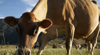 Картинка по теме - как выращивать скот