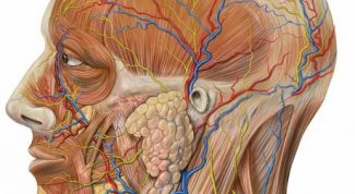 Картинка по теме - как выучить анатомию быстро
