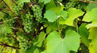 Картинка по теме - как подрезать виноград