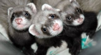 Картинка по теме - как определить возраст хорька