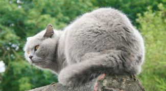 Картинка по теме - как отличить британскую кошку