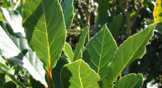 Картинка по теме - как вырастить лавровое дерево